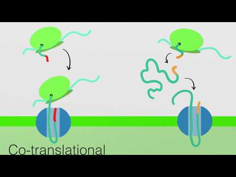 Endoplasmic Reticulum Protein Transport