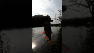 Снова краснопёрка #рыбалка #mormo #fishing #река #карп #carp #микроджиг #carpfishing #bass #спиннинг