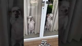 Dogs Are Excited to See Owners Coming Home || ViralHog