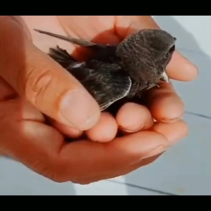 Ababil bird