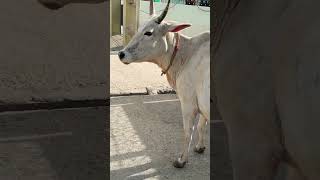 Radhe Radhe 😍😇 #gauseva #village #pet #animallover #explorarpage #trendingreel #fypシ #follow