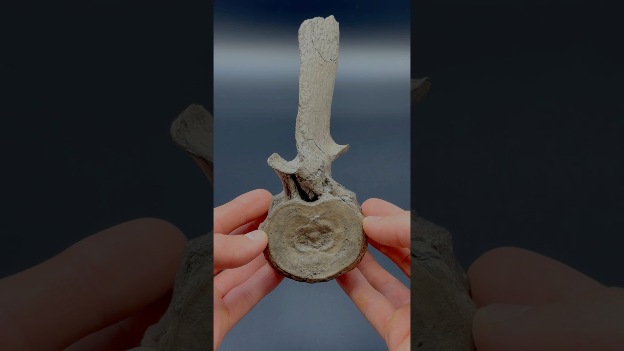 Here’s an outstanding example of a Plesiosaur Vertebra roughly 180 Million years old! 😍🦕