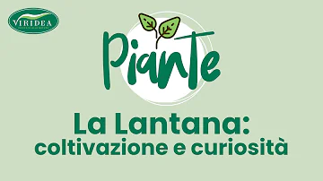 Cosa abbinare alla lantana?