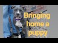 Buying your first Puppy? Watch this first!!