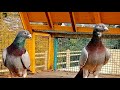 Racing pigeon  pets valley  breeder pigeons  racer kabutar