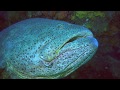 Goliath Grouper - SCUBA Diving in Palm Beach