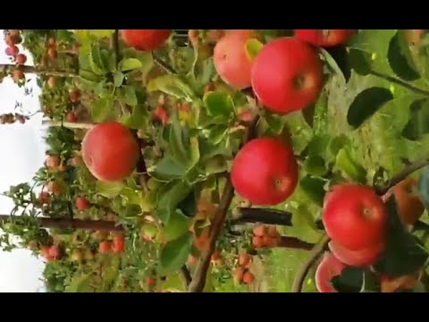 beautiful apple gardens in jammu and kashmir