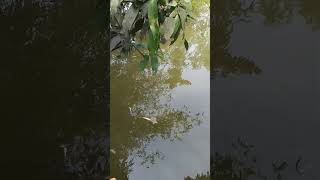 gdh #unfrezzmyaccount