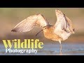 A whole day of BIRD PHOTOGRAPHY | Shorebirds - floating hide, red fox