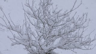 Sternenberg ZH: Wintereinbruch vertreibt Frühlingsgefühle