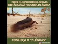 Peixes que  "caminham" longas distancias fora da água?