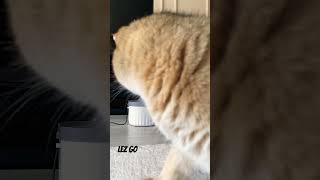 😹 Leo's Close-Up Encounter: From Camera Snack to Fountain Discovery! 💦🐾