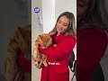 Missing cat reunites with owner after 11 years | 9 News Australia
