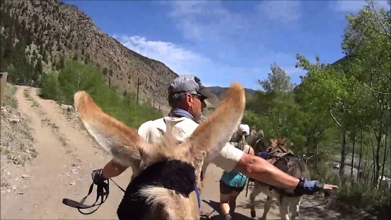 2018 Georgetown, Colorado Western Pack Burro Race - YouTube