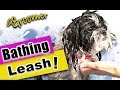 How to make a SAFE Dog Grooming Tub Leash at Home