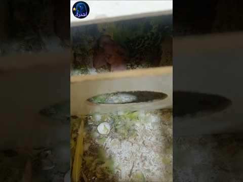 فقس فراخ طائر البادجي 