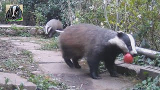 Badgers and Apples