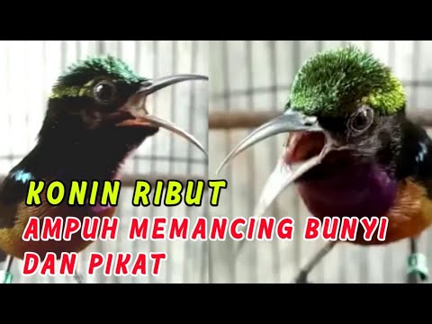 SUARA KOLIBRI NINJA RIBUT, AMPUH UNTUK PIKAT KONIN LIAR