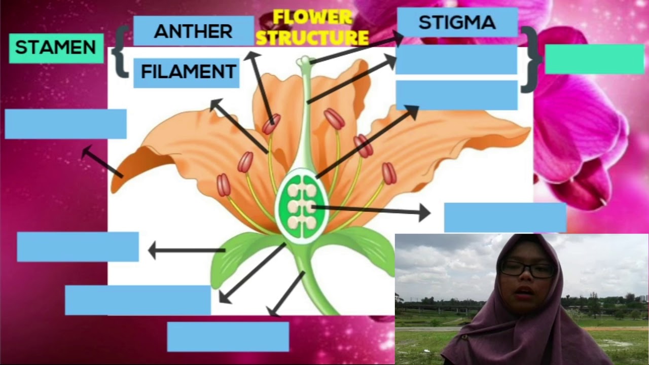 ASB0205 FLOWERING PLANT REPRODUCTION YouTube