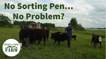 Sorting Cattle, Without A Working Pen (Tame Cattle Help) And... Farm Chores