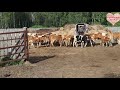 Видеорепортаж из фермерского хозяйства в деревне Альгинка.