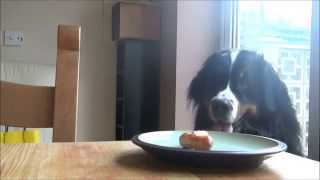 Our Bernese Mountain dog, Milo, steals a sausage!