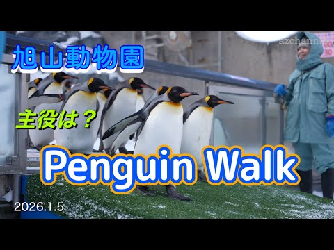 Asahiyama Zoo Penguin Walk】Not the King—Me! The Star Is the