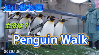【旭山動物園ペンギンの散歩】王様より私!主役はジェンツーペンギン!