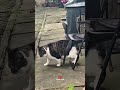 Cats And Body Weight part 3 #cutecats #funny #pets #animals #cute #funnyanimals