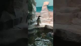 Пингвины.Московский зоопарк