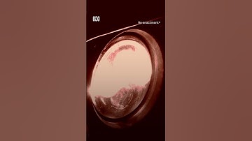 Satellite ear tags new weapon against livestock theft | Landline | ABC Australia