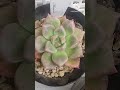 #다육식물#장마철 물주지 마세요