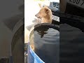 🐷🐷🐷🐶🐶🐶बेजुबानो की सेवा🐷🐷🐷🐶🐶🐶