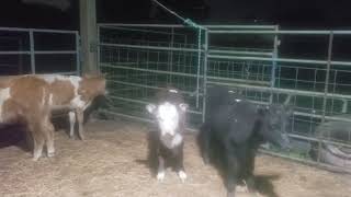 cattle/ 12 Beef Feeder Calves Weaning in barn 3-12-24. (#467)