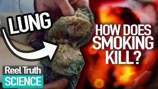 BIGGEST Consumer KILLER?: The Seduction of SMOKING | Ep 1 | Science Documentary | Reel Truth Science