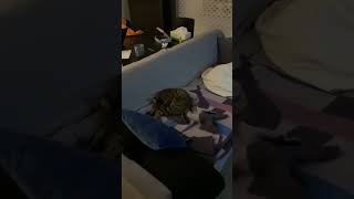 Oglądamy The Office I Igrzyska Olimpijskie