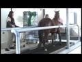 High Speed Treadmill Demo at OSU Veterinary Medicine