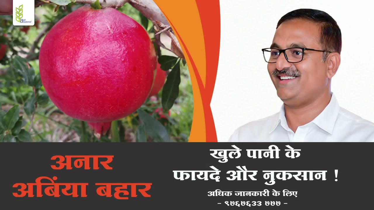 अनार मे खुले पानी के फायदे और नुकसान l Pomegranate Flood Water Advantages & Disadvantages | BTGORE