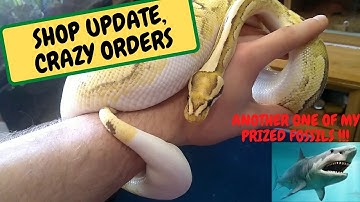 SHOP UPDATE , CRAZY ORDERS, ANOTHER ONE OF MY PRIZED FOSSILS (Snake Island Exotics)