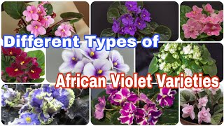 31 Different Types of African Violet Varieties
