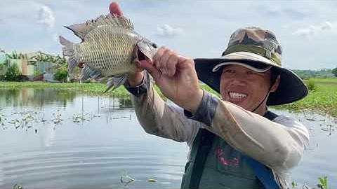 Lưới Cá Trúng Mánh Nguyên Đàn Cá Rô Phi Hơn 5 ký | Út Ruộng Vlog