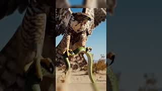 SKY HUNTER 🦅! Hawk vs Green snake #wildlife #shortsfeed #shorts #hawk #snake