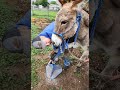 Hoofit blacksmith hoof stand in use