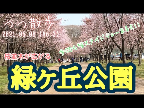 つつ散歩 圧巻の桜並木がある公園を散歩 北海道苫小牧市 緑ヶ丘公園 Youtube