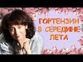 Гортензии в середине лета / Сад Людмилы Кудасовой