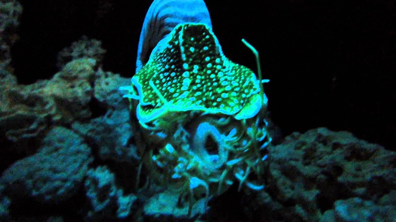 アクアマリンふくしま うごめくオウムガイ - YouTube