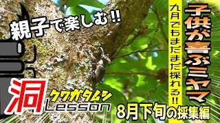 秋のクワガタシーズン！子供が主役の親子で楽しむミヤマ採集