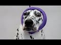 You won't believe this Dalmatians first grooming experience!