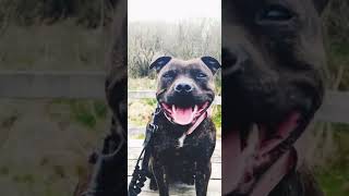 Staffordshire Bull Terrier Glenstaffy Girl Chloes Memories