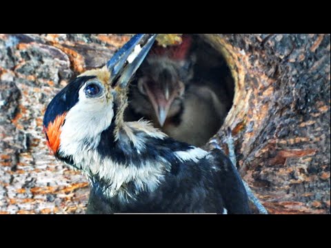 Дятлы вылупились! Гнездо дятла | Woodpeckers hatched! Woodpecker's nest